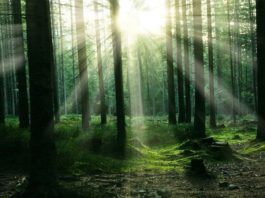 Groupement forestier, massif forestier, acquisition massif forestier