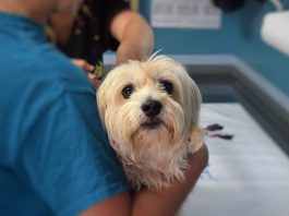 trouver une clinique veterinaire oise